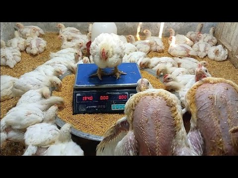 الفراخ البيضة عمر 27يوم وصفه ممتازة 3جنية لرفع الوزن وتسمين وتوفير فى العلف وعلاج الاسهال الابيض