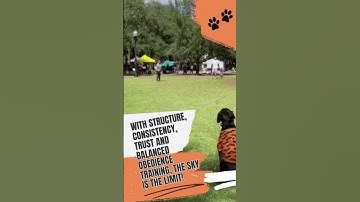 Best Reactive Dog Training - Real, Unedited Training Walk With A Reactive Dog