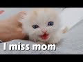 The Cry of My Kitten who Misses his Mom