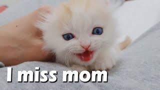 The Cry of My Kitten who Misses his Mom