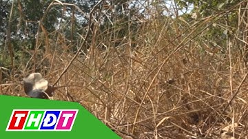 ĐBSCL: Nguy cơ cháy rừng ở cấp cực kỳ nguy hiểm | THDT