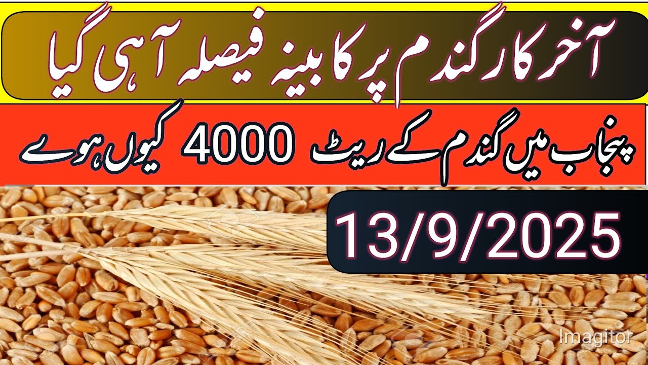 Today wheat price updates/gundam support price in Punjab pakistan 2025 ...