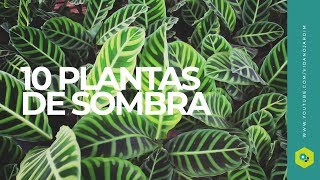 10 plantas de SOMBRA - thptnganamst.edu.vn