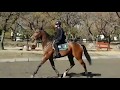 Horse for Sale: Casino King - YouTube