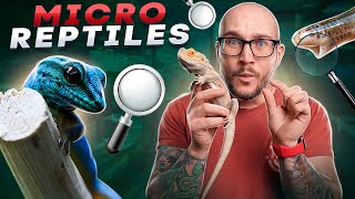 Top 5 Micro Reptiles | The Smallest Reptiles You Can Keep! screenshot 4