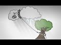 Rainforest Ecosystems and Climate Impact