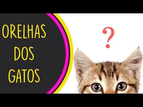 Vídeo: Por Que Os Gatos Têm Bolsos Nas Orelhas?