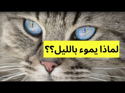 فيديو: لماذا قطتي تموء طوال الليل؟