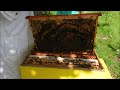 Pose de la hausse le 15 mars ruche forte abeilles noires technique pour garder le couvain au chaud