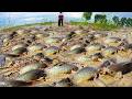 Daily Fishing Catch Fishes &amp; Pick Snails At Field After Big Raining With Fisherwoman Today