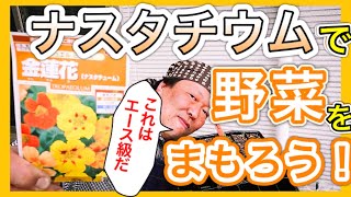 ナスタチウムで野菜をまもろう！　～狭い庭で家庭菜園～