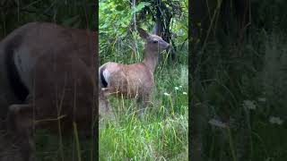 Deer @LilPeepofficial #britishcolumbia #canada