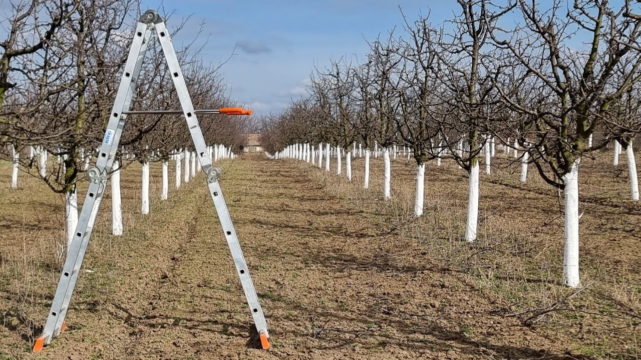 Rezidba šljive, detaljno objašnjenje formiranje poboljšane piramidalne krune,prva i druga godina