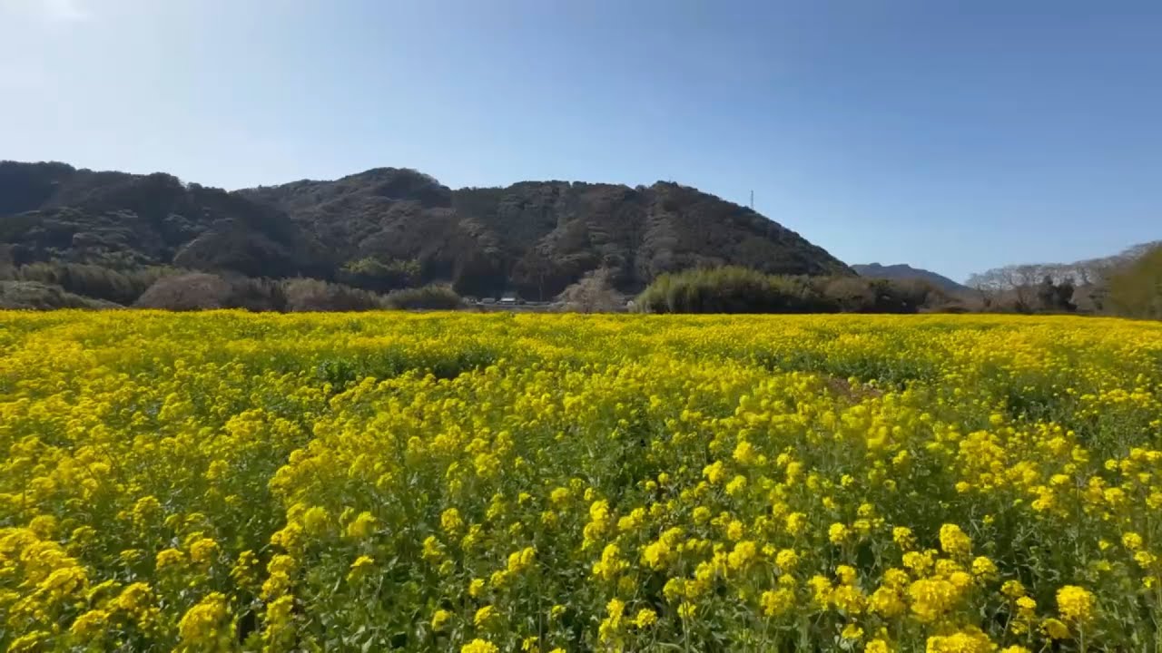 2026/03/05　超超超撮り頃です！　肱川河川敷（春賀）の菜の花畑　その２　〜愛媛県大洲市〜