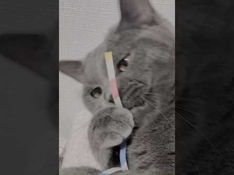 같은 장소, 같은 시간 아이들 #tuxedocat #Shorts #샤트룩스 #chartreux #턱시도고양이 #シャルトリュー #pets #cats #svveetpea