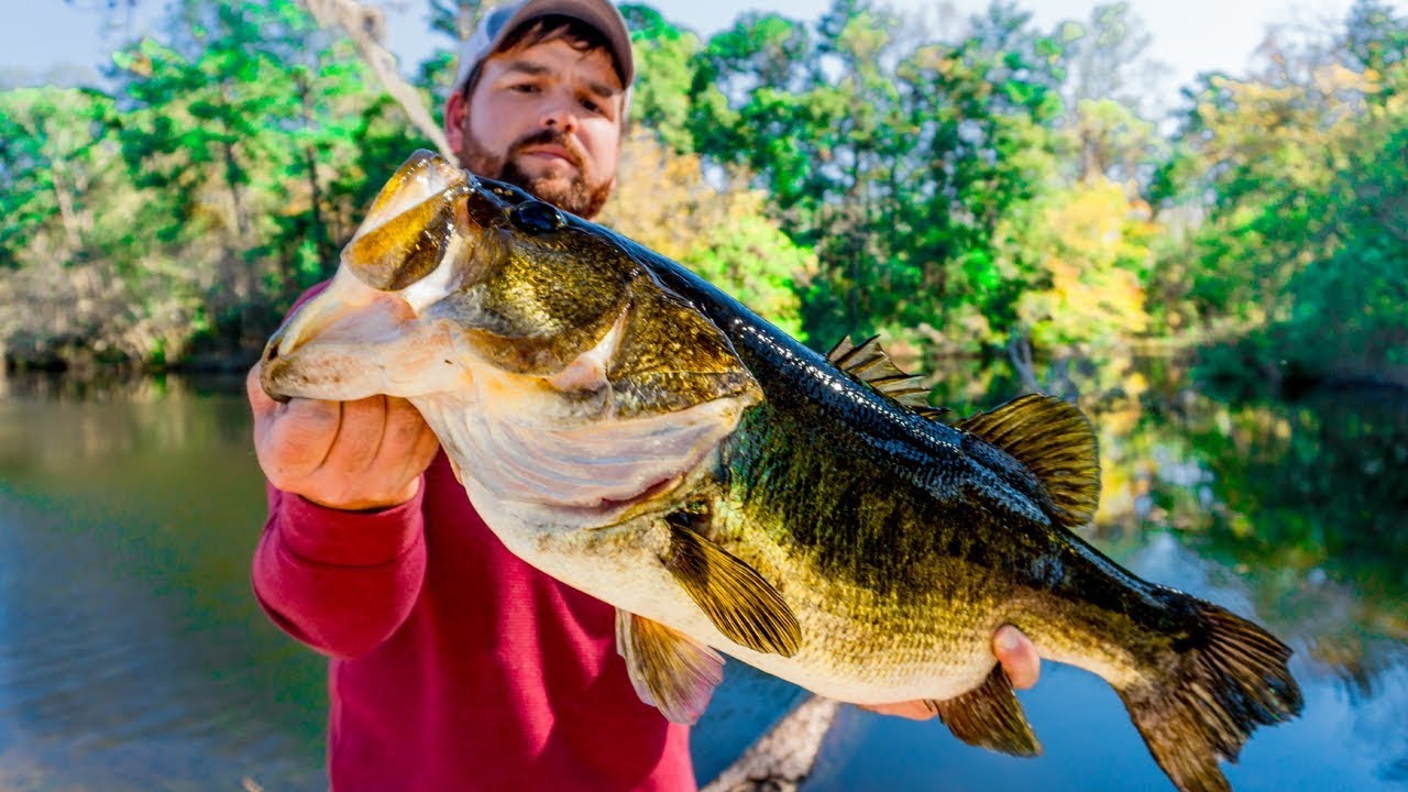 LIVE BAIT Fishing for The Bass of a LIFETIME!!! YouTube