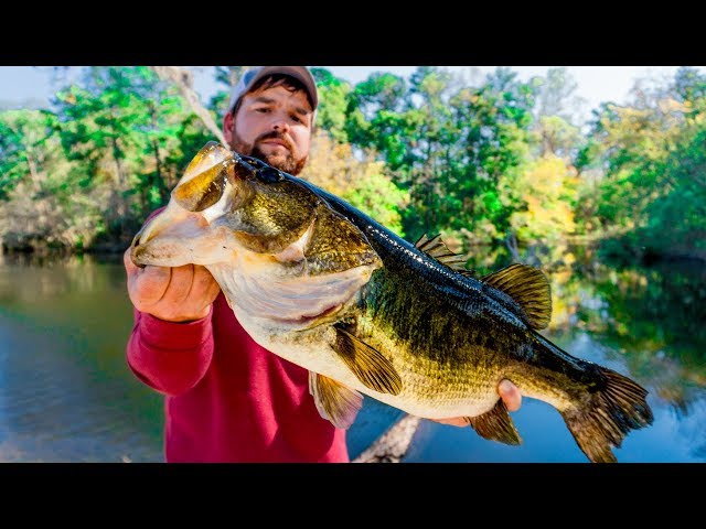 LIVE BAIT Fishing for The Bass of a LIFETIME!!! 