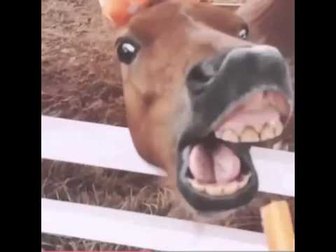 funny-horse-eating