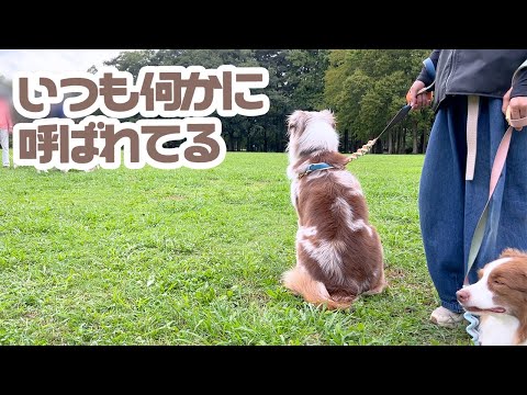 競技会の日の競技以外の出来事🐕🎉✨【ボーダーコリー×オーストラリアンシェパード】