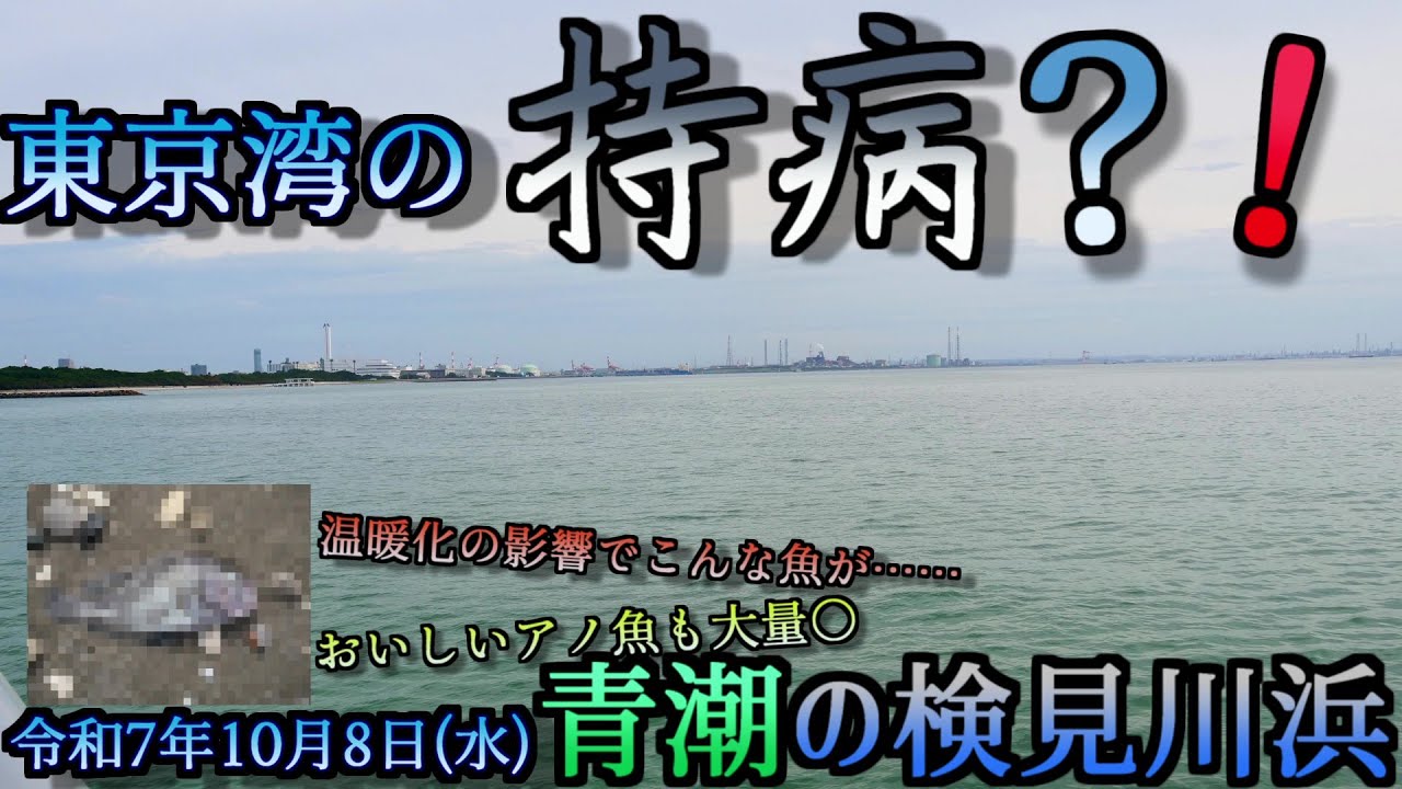 【東京湾】東京湾の持病？！青潮の検見川浜散策