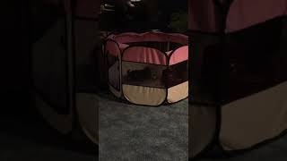 Sophie in her pup tent, July 11, 2018