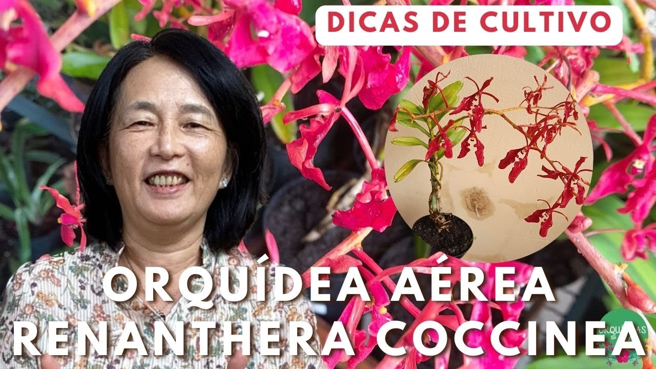 Orquídeas curiosas: Renanthera coccinea