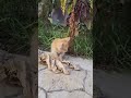 Я стараюсь подпишитесь прошу!