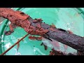 Excavating a Civil War Enfield Rifle part 2 (the restoration)