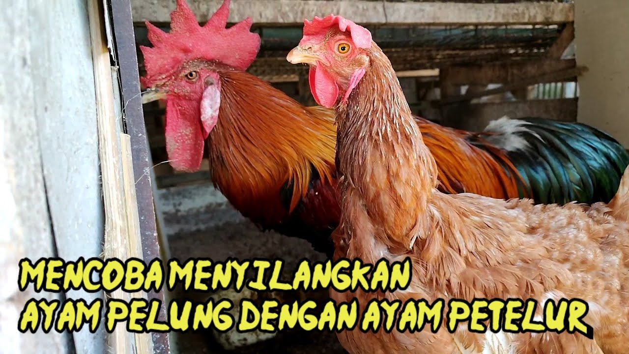 ayam pelung silang ayam petelur, seperti apa hasil anakannya