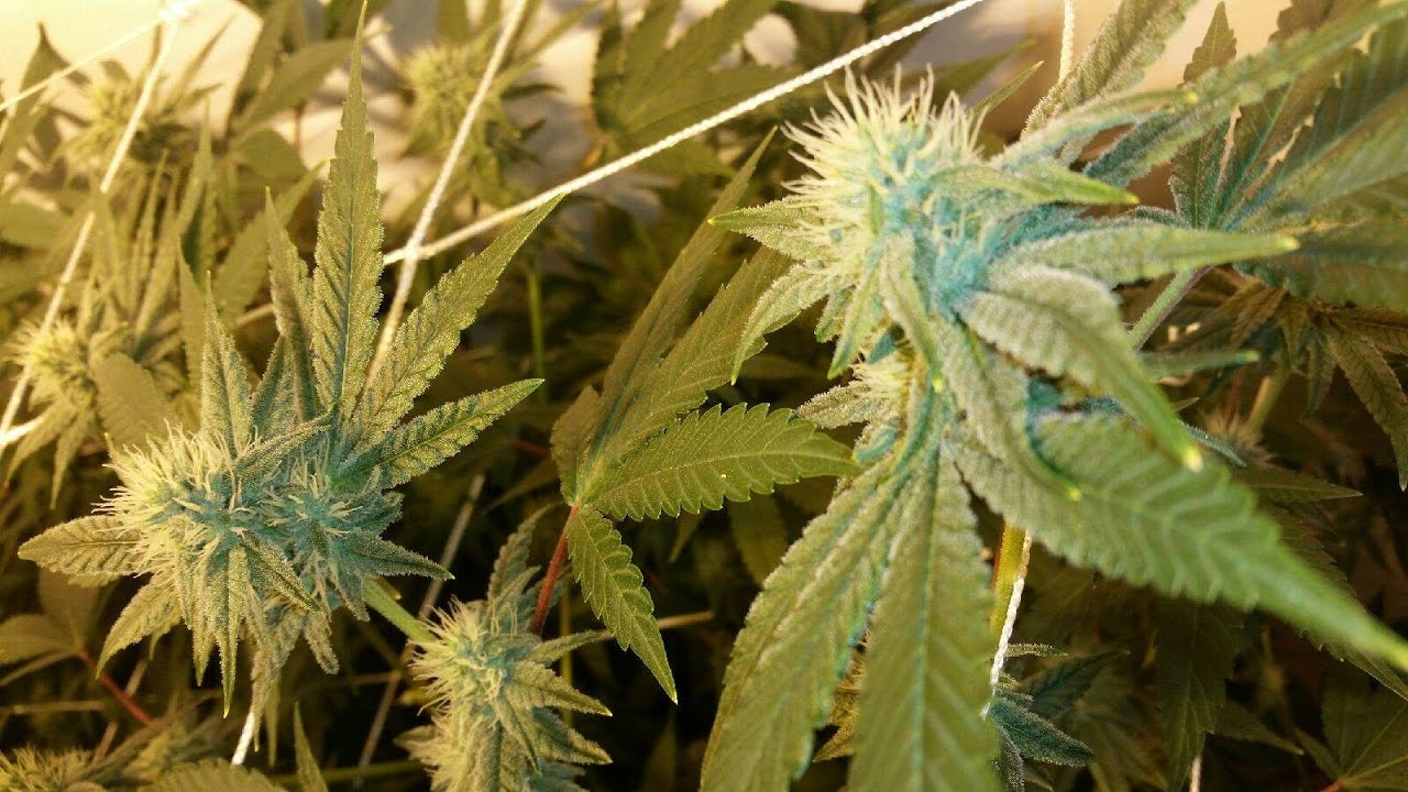 Platinum Led p1200 gorilla glue #4 3rd week flower 1st GROW!!!!