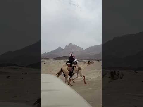 هجن الحويطات 