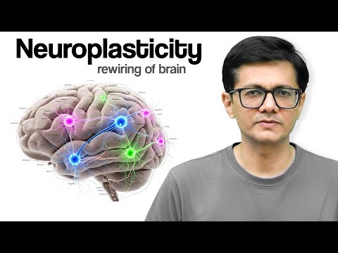 Neuroplasticity The Rewiring Of Brain