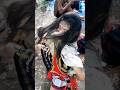 menyerahkan diri #jaranan #jhatilan #kudalumping #shortviral #shorts