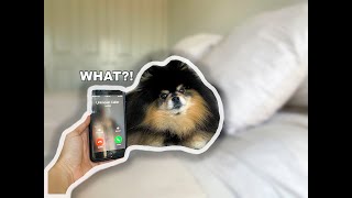 Using My Dog's Favourite Words During A Call | Funny
