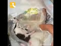 Dos hermosos gatitos recién nacidos llorando en una bolsa de basura🙁😔