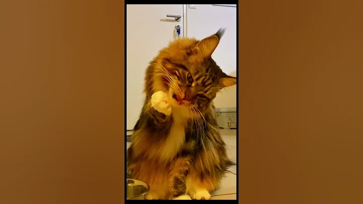 Video 11757801: adorable maine coon