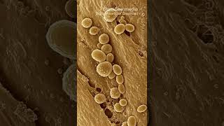 Yeast Cells 20260314 0610 | Food Fungi | Microscopic - Vertical Stock Footage