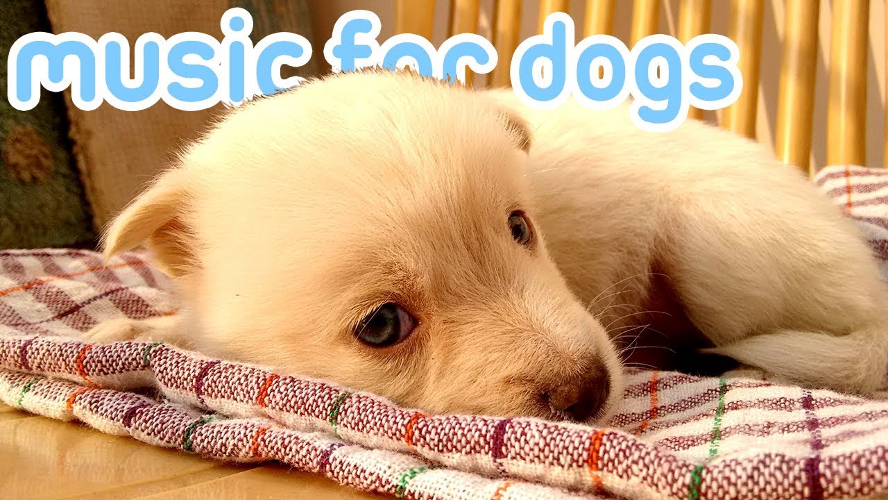 15 HOURS Of Soothing Anxiety Music For Dogs And Puppies YouTube 15-hours-of-soothing-anxiety-music-for-dogs-and-puppies-youtube