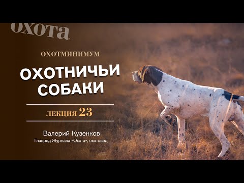 Охотминимум. Лекция 23. Охотничьи собаки. Лекция эксперта-охотоведа