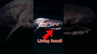 Frilled Shark of 80 million years ago #frilledshark
