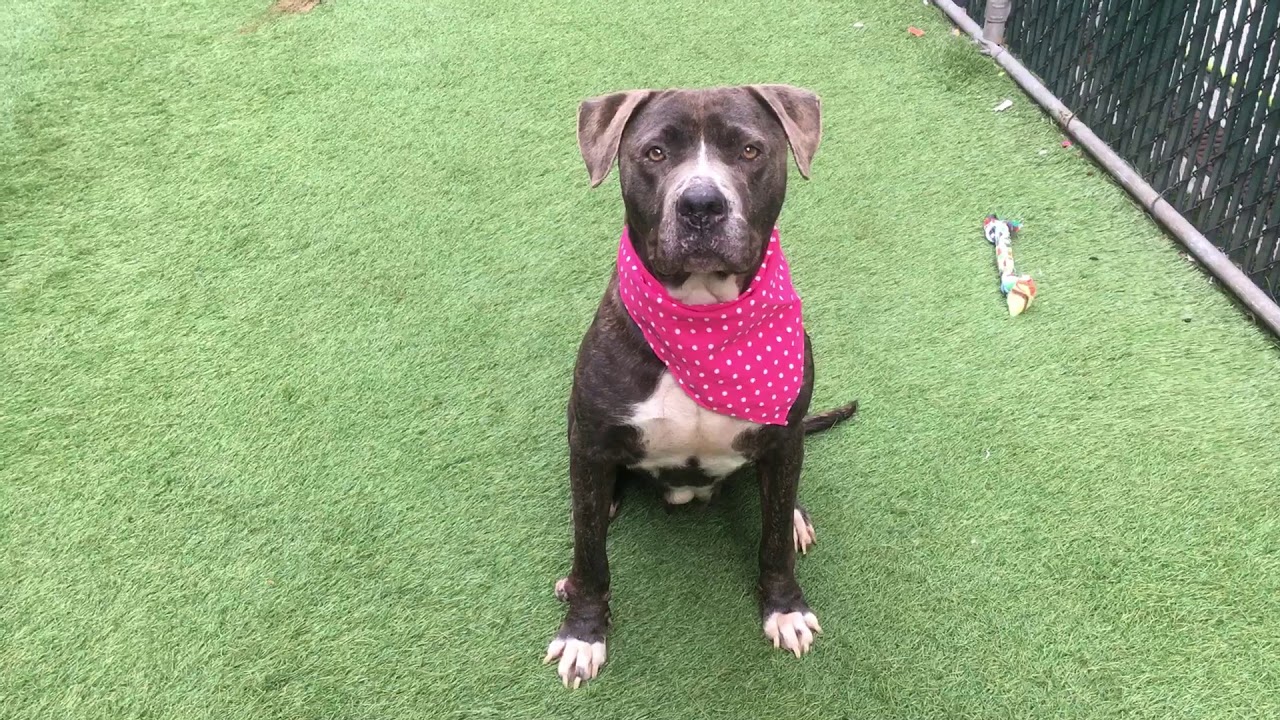 Adorable Cookie 84558 NYCACC - YouTube