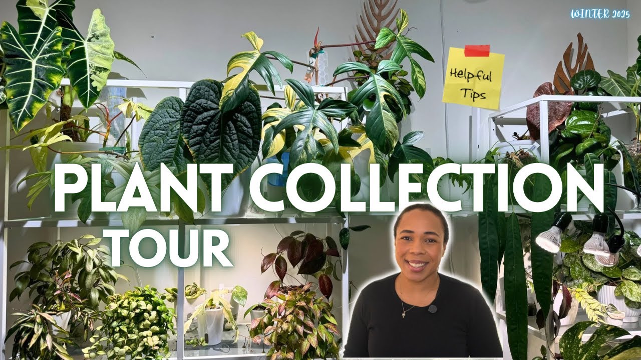 🪴Plant Collection Tour || This Is My Plant Collection Right Now