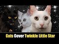 Twinkle Twinkle Little Star - Cats Version - Singing Cats