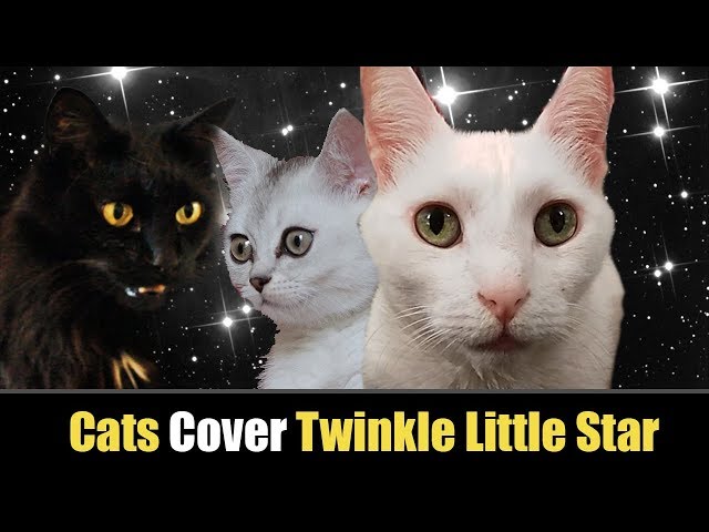 Grumpy Cat Twinkle Twinkle Little Star