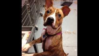 Adoptable Wanda Is Lovely