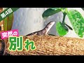 生きるカナヘビ死ぬカナヘビ、帰るカナヘビ。