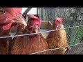 Egg Eating Chicken Solution ,nest box with built in egg trap.