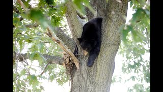 Black Bear extracted from tree at Park Square in Pittsfield