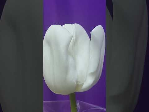 Lovely White Tulip #shorts #tulip