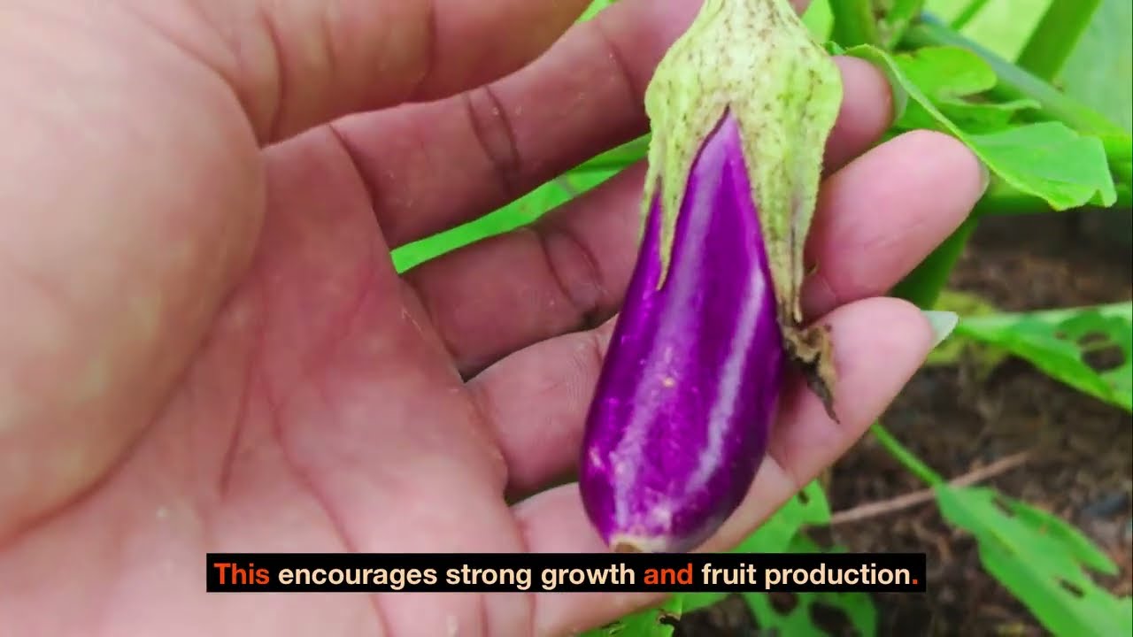 The Ultimate Guide to Growing Black Beauty Eggplant Solanum Melongena